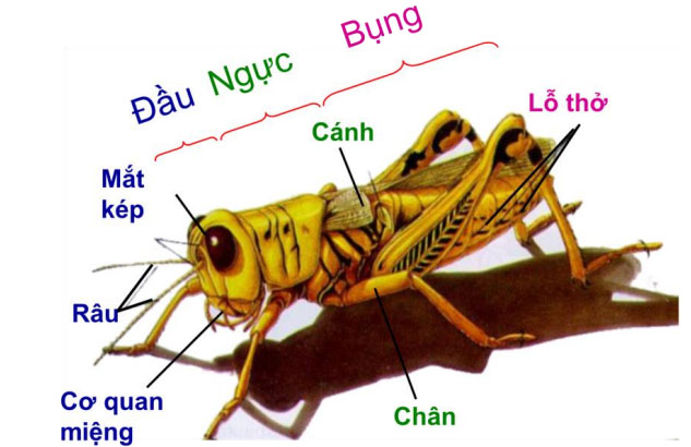 Đặc Điểm Của Châu Chấu: Khám Phá Chi Tiết Về Loài Côn Trùng Thú Vị