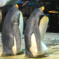Cặp chim cánh cụt đồng tính được nhận nuôi một quả trứng sau một thời gian dài phải... ấp đá cuội