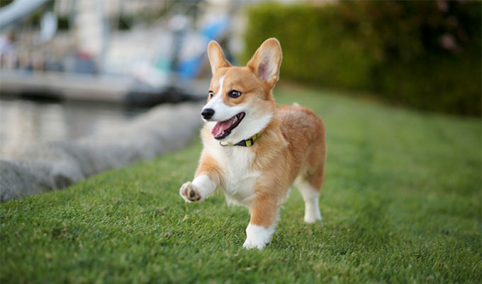 Chó Corgi