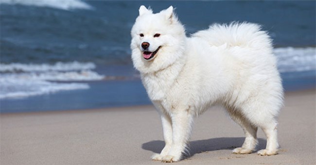 Những giống chó đẹp nhất thế giới