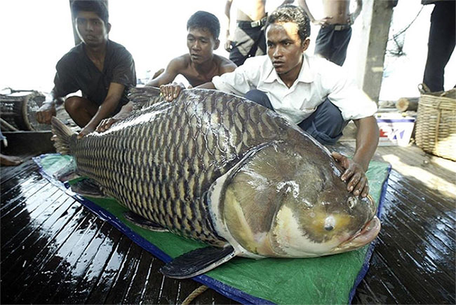 Đập thủy điện làm đổi dòng chảy, 