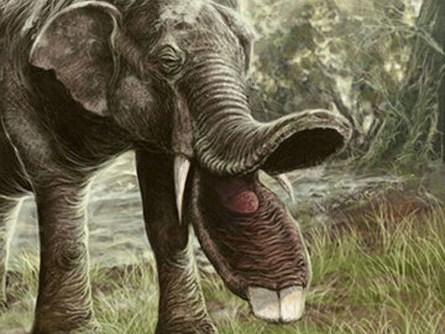 Sự thật là tổ tiên của voi và tê giác cổ đại có vẻ ngoài 