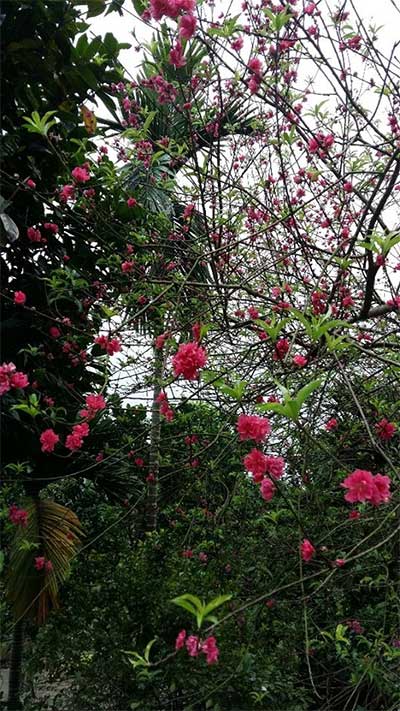 Kỳ lạ hoa đào nở khi chớm thu