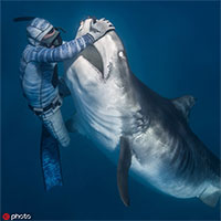 Sốc hình ảnh thợ lặn thôi miên loài cá mập ăn thịt hung dữ nhất thế giới