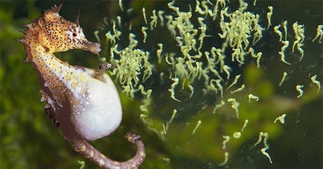 Tại sao cá ngựa đực lại mang thai và đẻ con mà không phải là con cái?