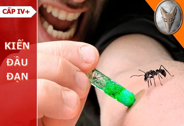 Để bị cắn hơn 1000 lần, nhà khoa học hoàn thành “Thang đo độ đau do côn trùng đốt”