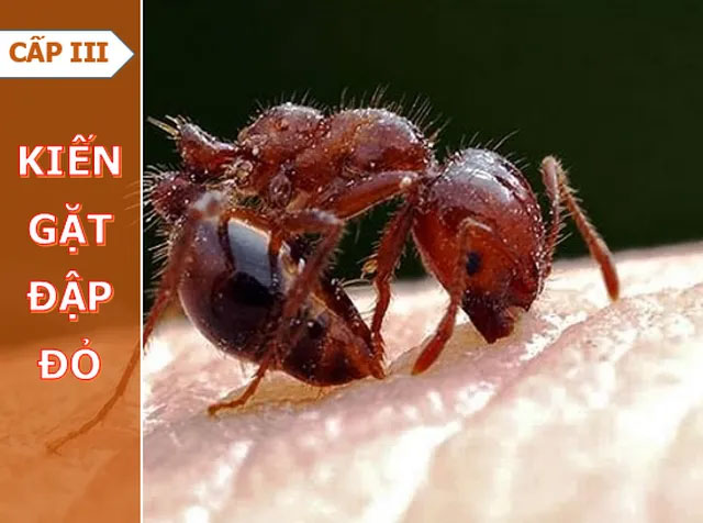 Để bị cắn hơn 1000 lần, nhà khoa học hoàn thành “Thang đo độ đau do côn trùng đốt”