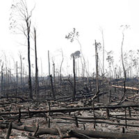 The New York Times: Phân tích ảnh vệ tinh đã chỉ ra chính xác thủ phạm gây cháy rừng Amazon