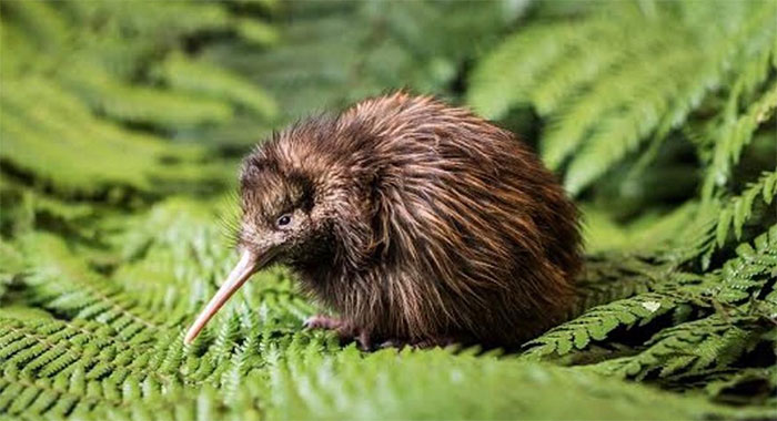Những sự thật ít người biết về chim kiwi
