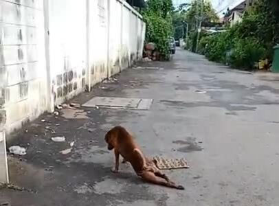 Chó giả què chân để xin ăn
