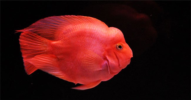 Những loài cá cảnh đẹp nhất