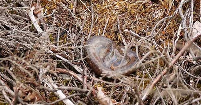 Bất ngờ trước cảnh tượng loài rắn độc duy nhất tại Anh Quốc "cất tiếng khóc chào đời"