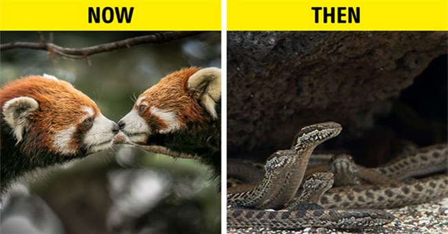 Chuyện gì sẽ xảy ra nếu biển và đất liền của Trái đất đổi chỗ? Địa ngục toàn rắn rết đang đợi bạn