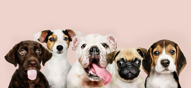 Sống với con người suốt 15.000 năm, não bộ những con chó đã bị chúng ta biến đổi