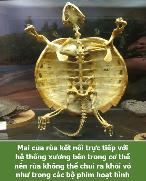 Loạt sự thật thú vị giải đáp những thắc mắc muôn thuở của chính bạn!