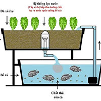 Mô hình nuôi cá kết hợp trồng rau thủy canh