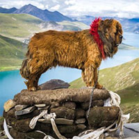 Chó ngao Tây Tạng giao phối với sói núi để tổn tại ở vùng núi cao