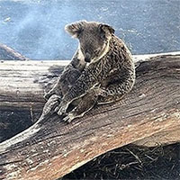 Hình ảnh đầy đau thương: Gấu Koala mẹ bảo vệ con khỏi đám cháy rừng