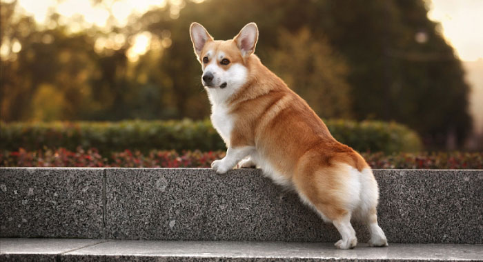 Những thông tin cực thú vị về chó Corgi mà bạn không thể bỏ qua