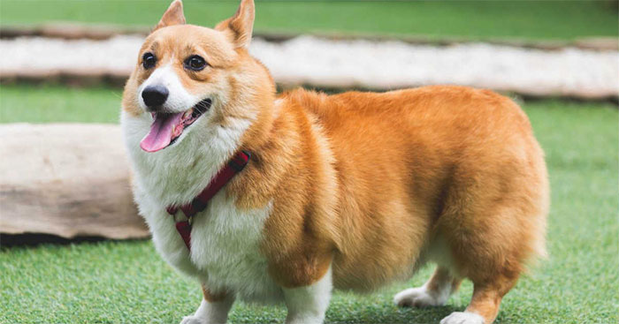 Những thông tin cực thú vị về chó Corgi mà bạn không thể bỏ qua ...