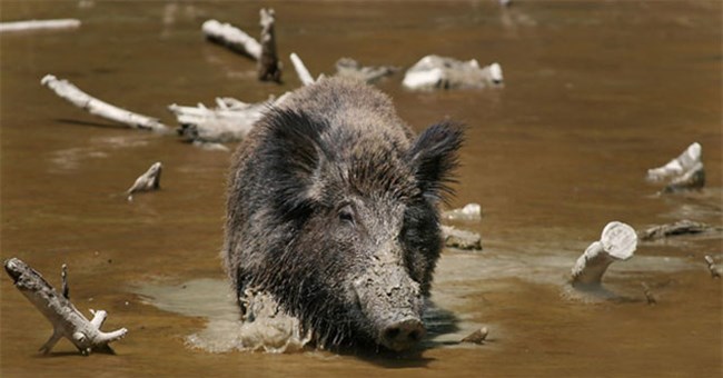 Hòn đảo đột nhiên bị cả một đội quân lợn rừng xâm chiếm