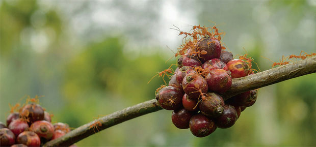 Quên cafe chồn đi, bây giờ còn có cả 