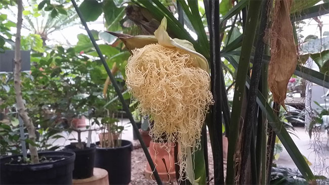 Chân tướng loài cây kỳ 