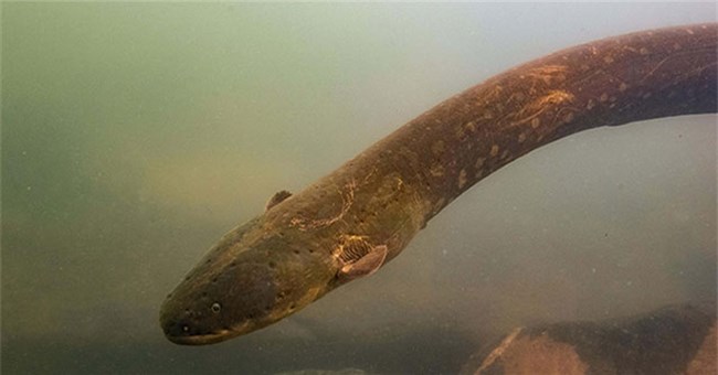 Phát hiện loài lươn có cú phóng điện mạnh 850 volt