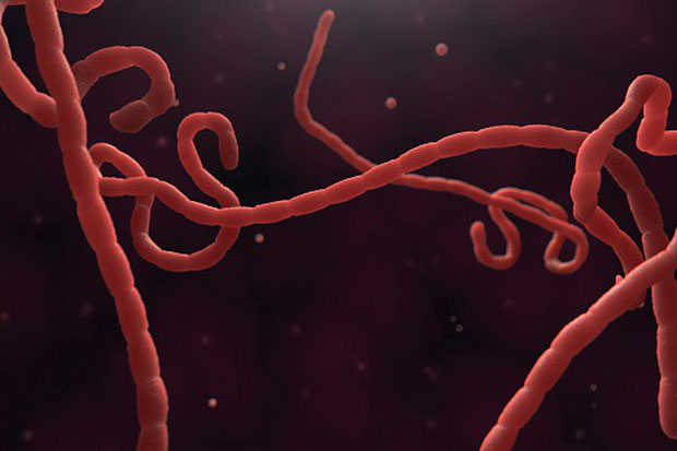 Virus Ebola đang dần tiến hóa, đe dọa nghiêm trọng tới sức khỏe người dân Cộng hòa Congo