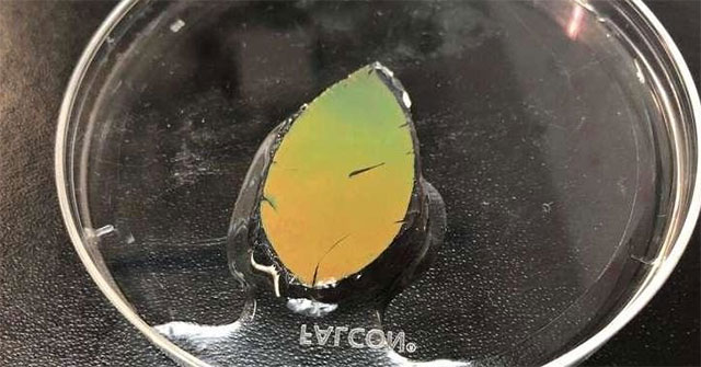 Da nhân tạo đổi màu như tắc kè hoa
