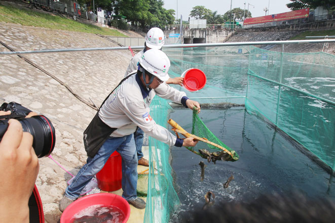 Thả cá Koi Nhật Bản xuống sông Tô Lịch và Hồ Tây để minh chứng chất lượng nước