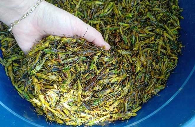 Ăn côn trùng tốt cho môi trường hơn ăn chay dùng sản phẩm từ sữa