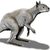 Kangaroo thời cổ đại: Xương hàm cứng như thép có thể xẻ đôi thân cây lớn