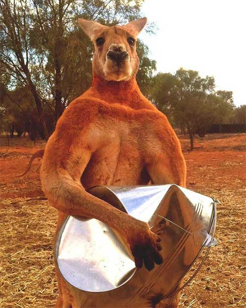Kangaroo thời cổ đại: Xương hàm cứng như thép có thể xẻ đôi thân cây lớn
