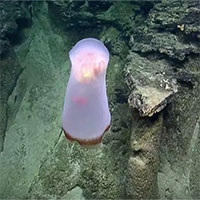 Phát hiện loài sứa lạ không có xúc tu bắt mồi