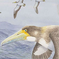 Loài chim cổ nhất thế giới vừa được phát hiện ở New Zealand