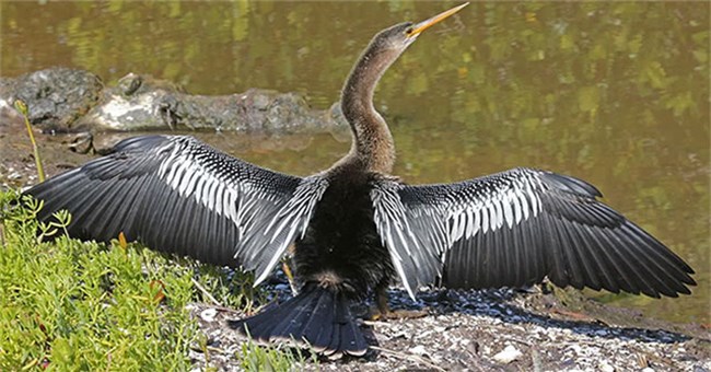 Những loài chim có vẻ ngoài hài hước nhưng lại rất nguy hiểm