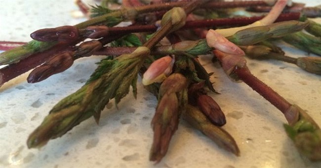 Bật mí về loại rau đắt nhất hành tinh, giá lên tới 26 triệu đồng/kg