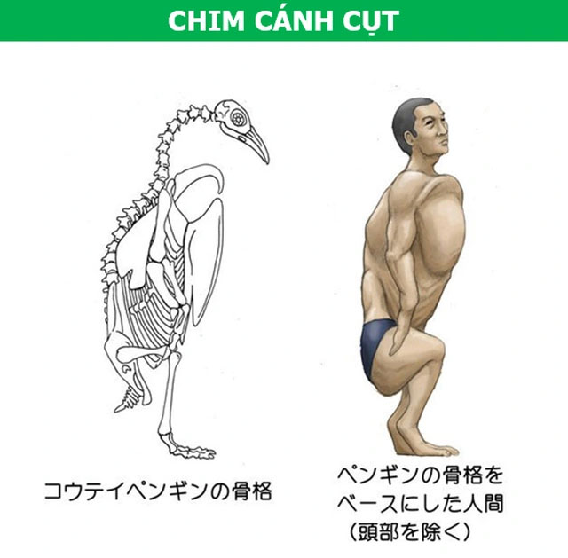 Một người được mang trong mình hình thái giải phẫu học của chim cánh cụt.