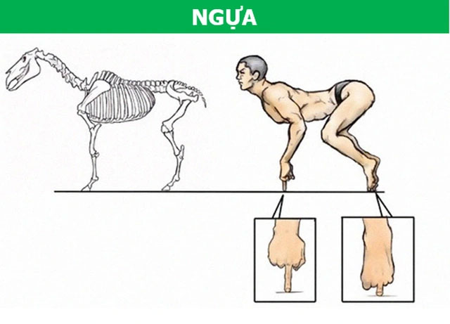 Qua quá trình tiến hóa, loài ngựa đã “mất” tất cả các ngón chân trừ ngón giữa