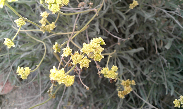 Guayule - Loại cây bụi dễ trồng cho mủ cao su tinh khiết làm lốp các loại xe trong tương lai