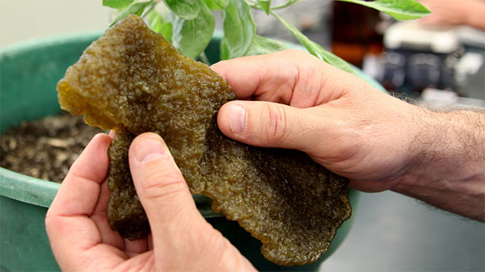 Guayule - Loại cây bụi dễ trồng cho mủ cao su tinh khiết làm lốp các loại xe trong tương lai