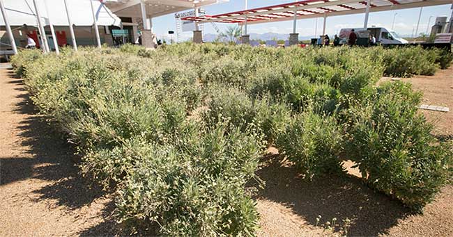Guayule - Loại cây bụi dễ trồng cho mủ cao su tinh khiết làm lốp các loại xe trong tương lai