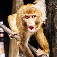 Các nhà khoa học đang tạo ra loài động vật lai giữa người và khỉ ở Trung Quốc