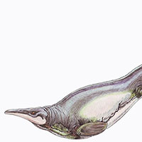 Quái vật biển 66 triệu năm tuổi có kiểu bơi độc nhất vô nhị trên Trái đất
