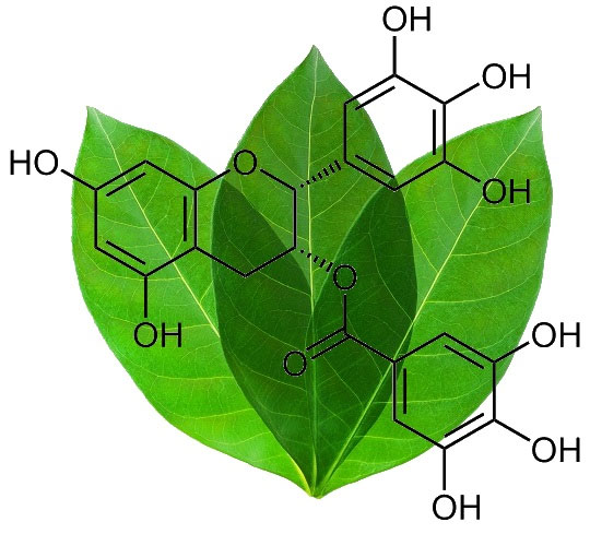 EGCG là gì và tác dụng của EGCG
