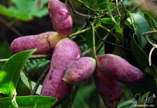 Mê đắm 4 kỳ quả “dại“ đẹp không tưởng mà lại còn siêu ngon và bổ nhất thế gian