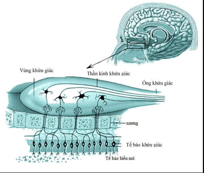 Chất lượng không khí đang báo động, nhà khoa học cảnh báo các loại bệnh do ô nhiễm bụi
