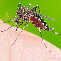 Cách phân biệt muỗi gây sốt xuất huyết với muỗi thường