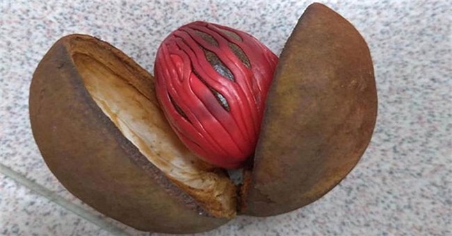 Rợn người loại quả nhìn như con mắt của ác quỷ